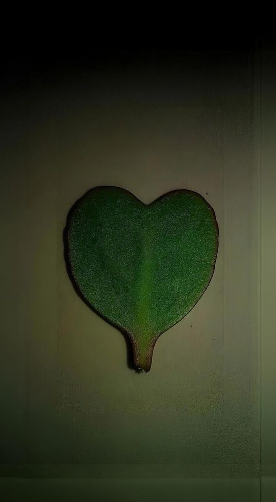 Фотография автора Hasib Ahmad