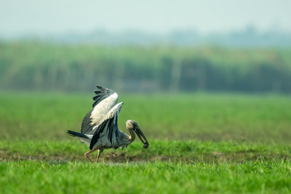 Photograph by Malay Debnath