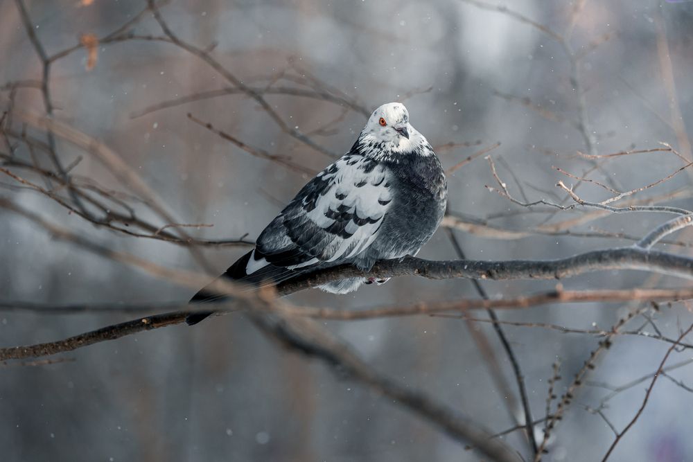 Photograph by Щепанов Дмитрий
