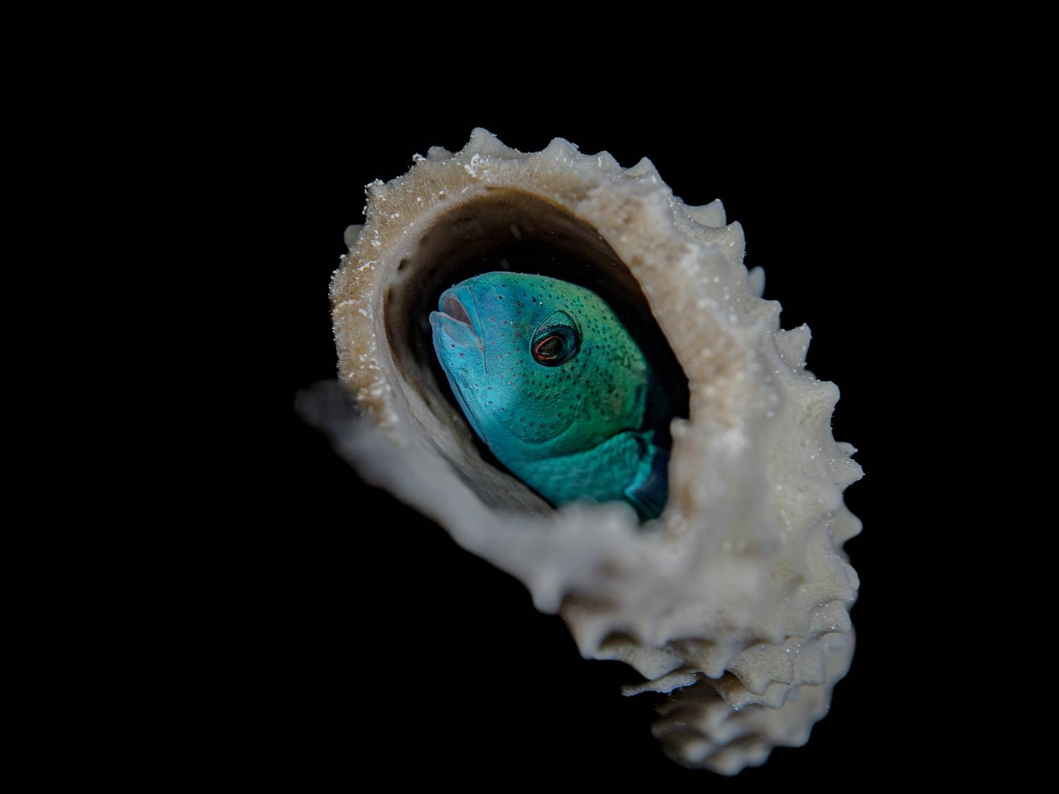 In the cuckcoo’s nest In the cuckcoo’s nest