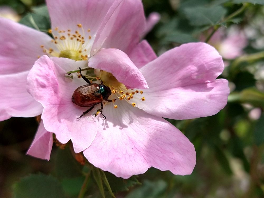 Хрущик садовый или июньский жук