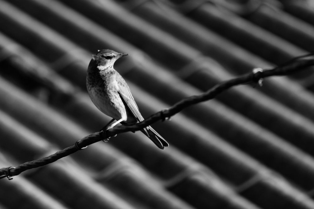 Photograph by Елена Федорова