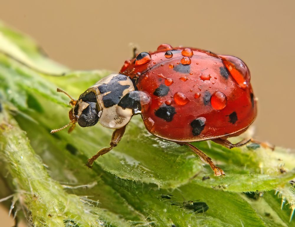 Photograph by Игорь Гомельский