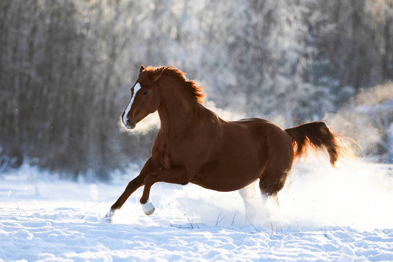 Фотография #13357021