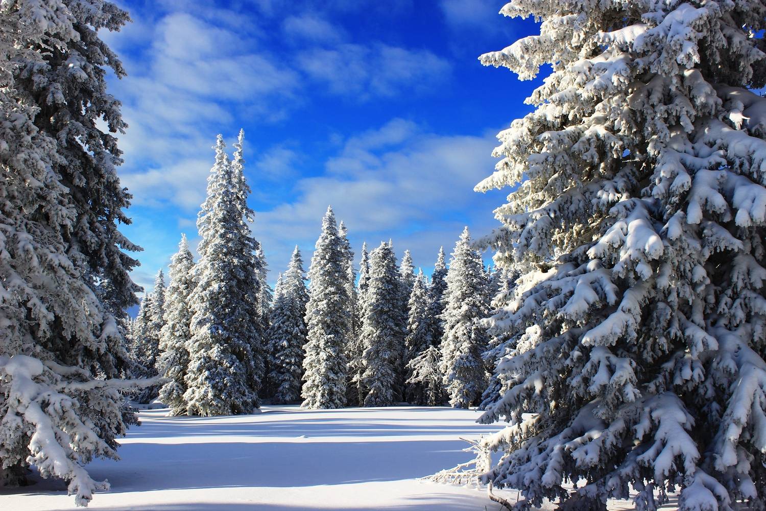 В гостях у Морозко