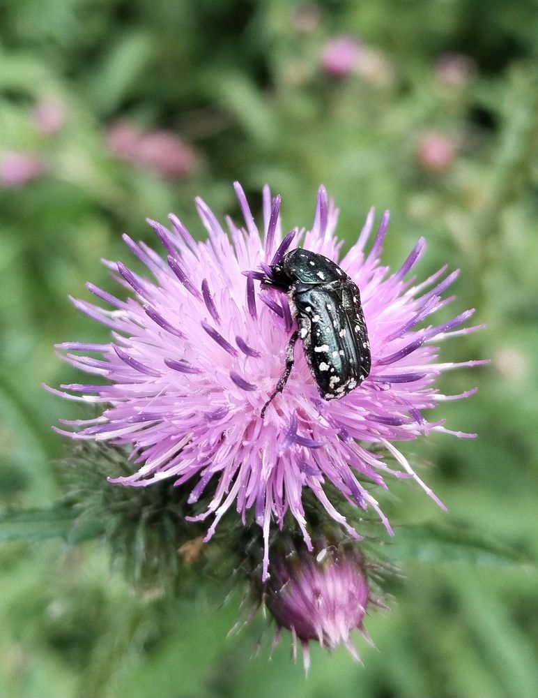 Бронзовка вонючая на цветке лопуха