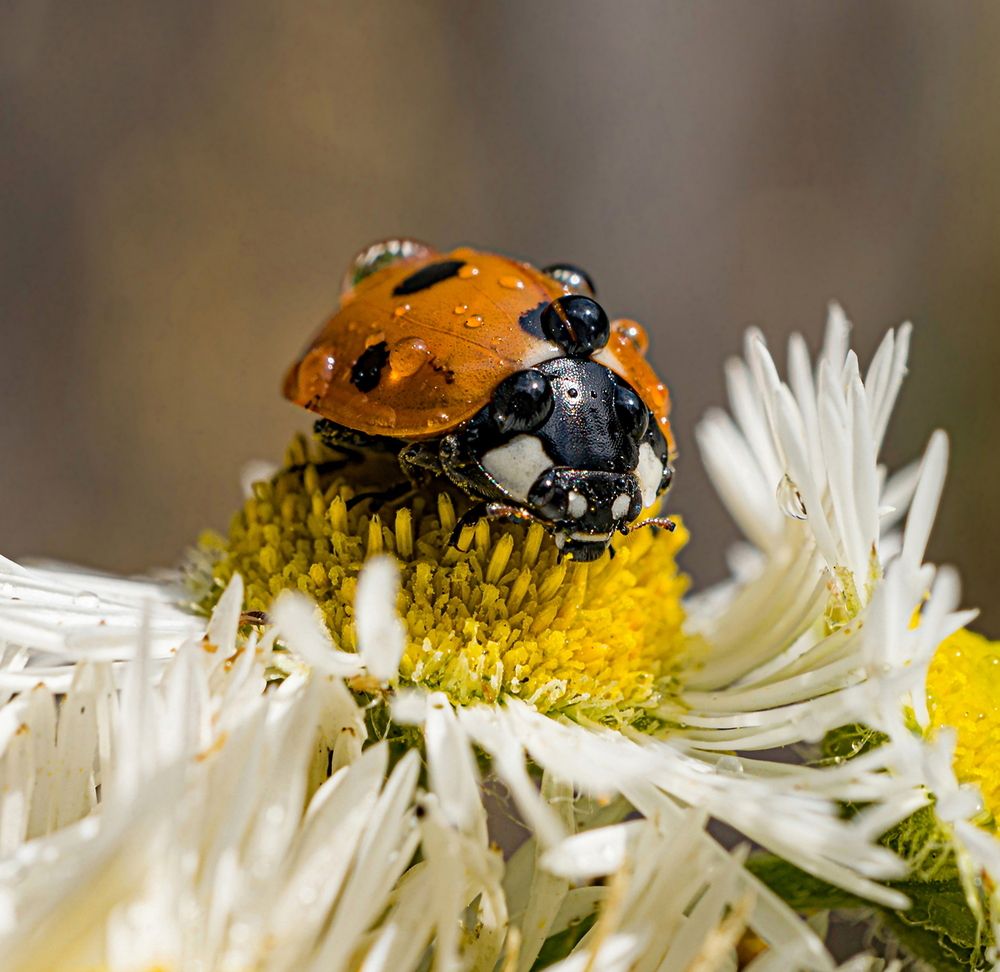 Photograph by Игорь Гомельский