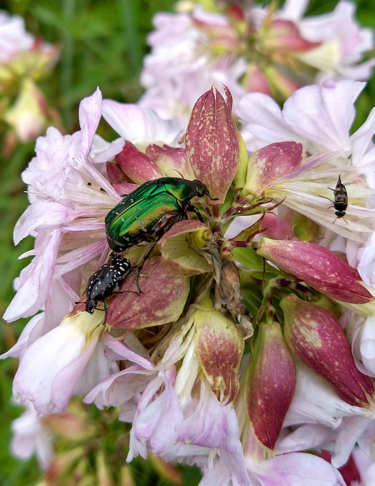 Жуки на мыльнянке лекарственной