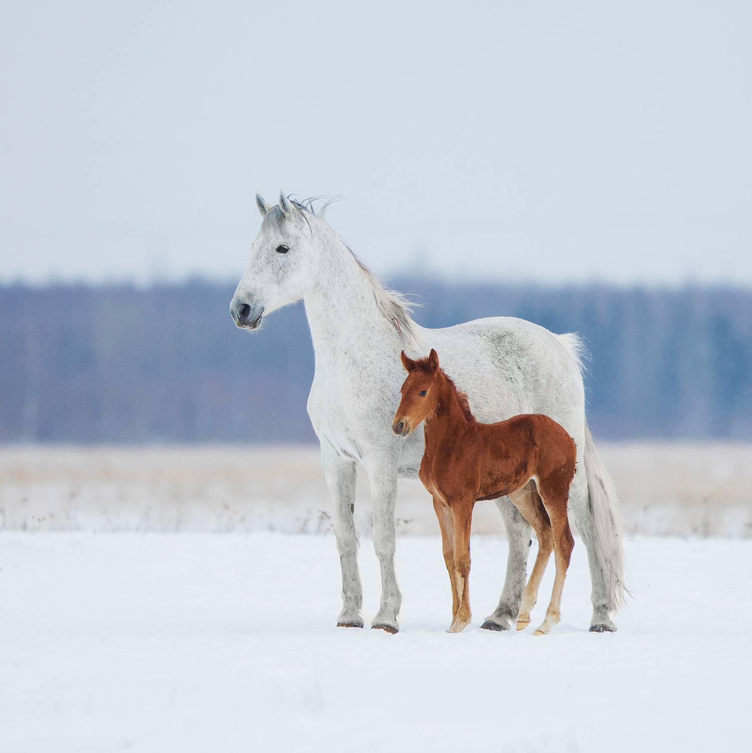 Фотография #13357255