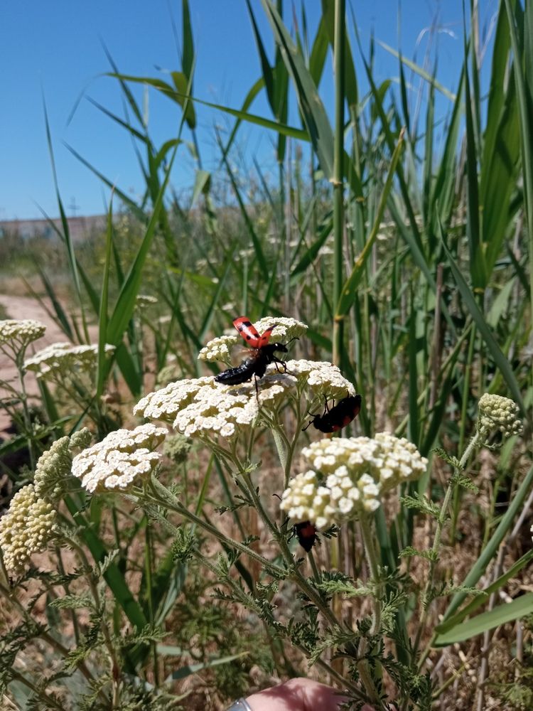 Photograph by Евгения Сапон