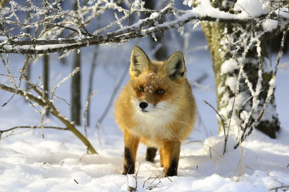 Photograph by Валерий Черняк