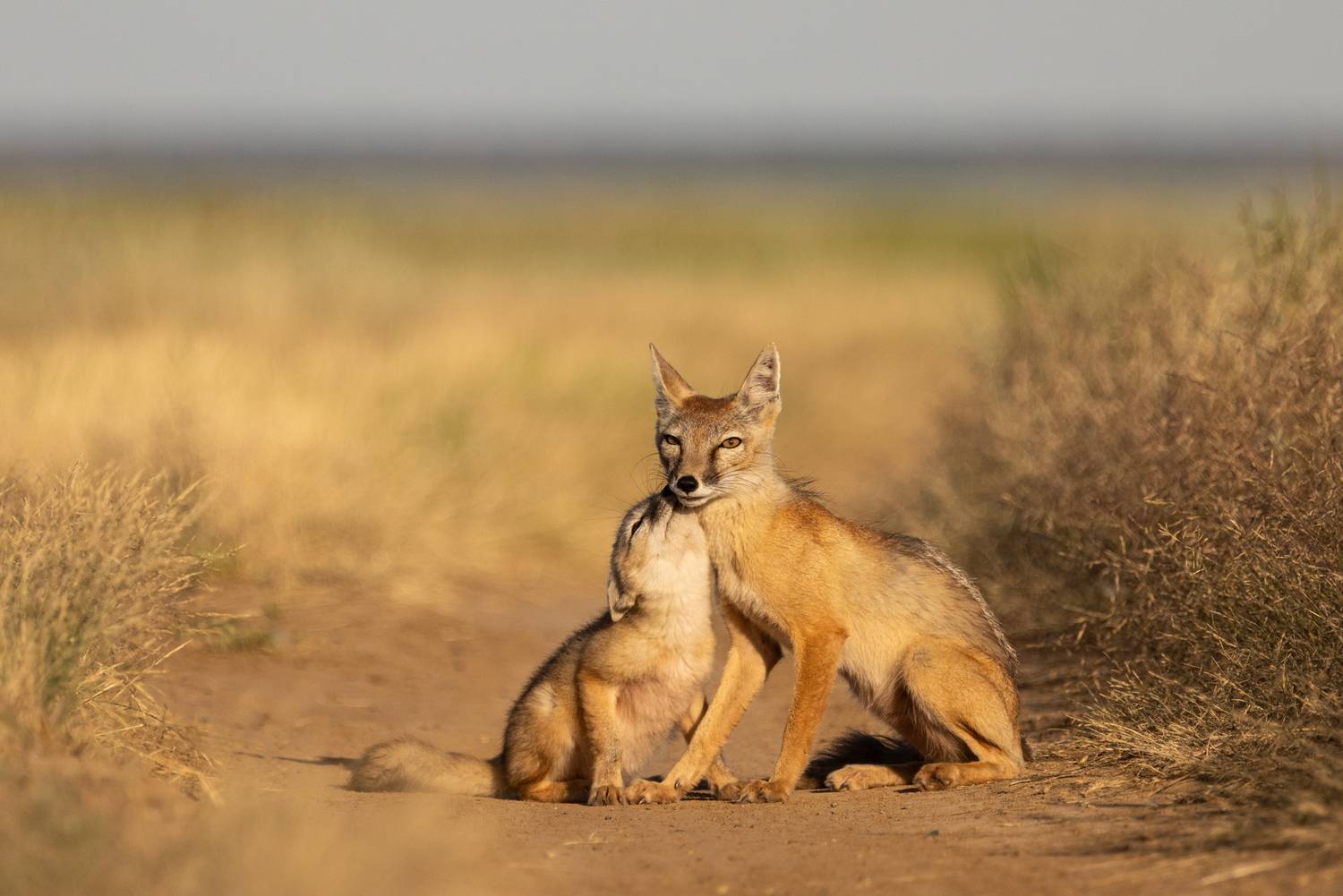 Нежность Нежность