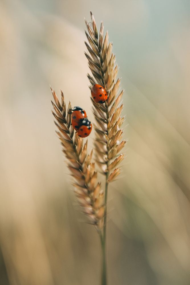 Photograph by Королева Екатерина