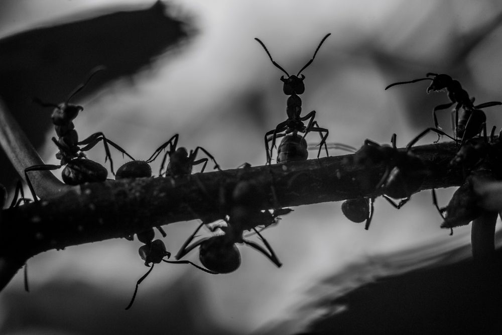 Photograph by Елена