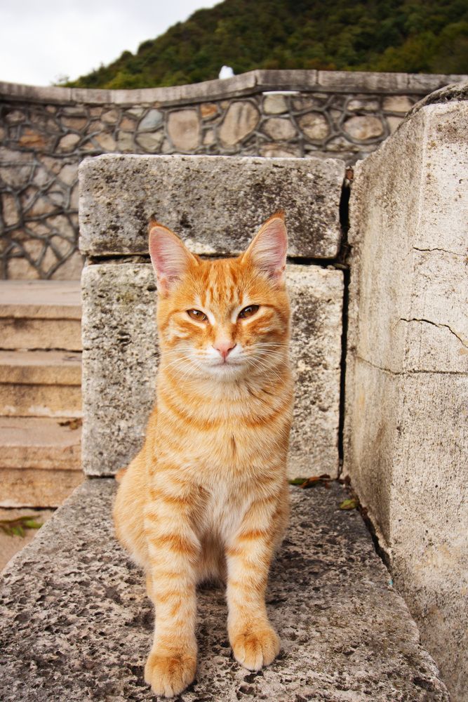 Кот