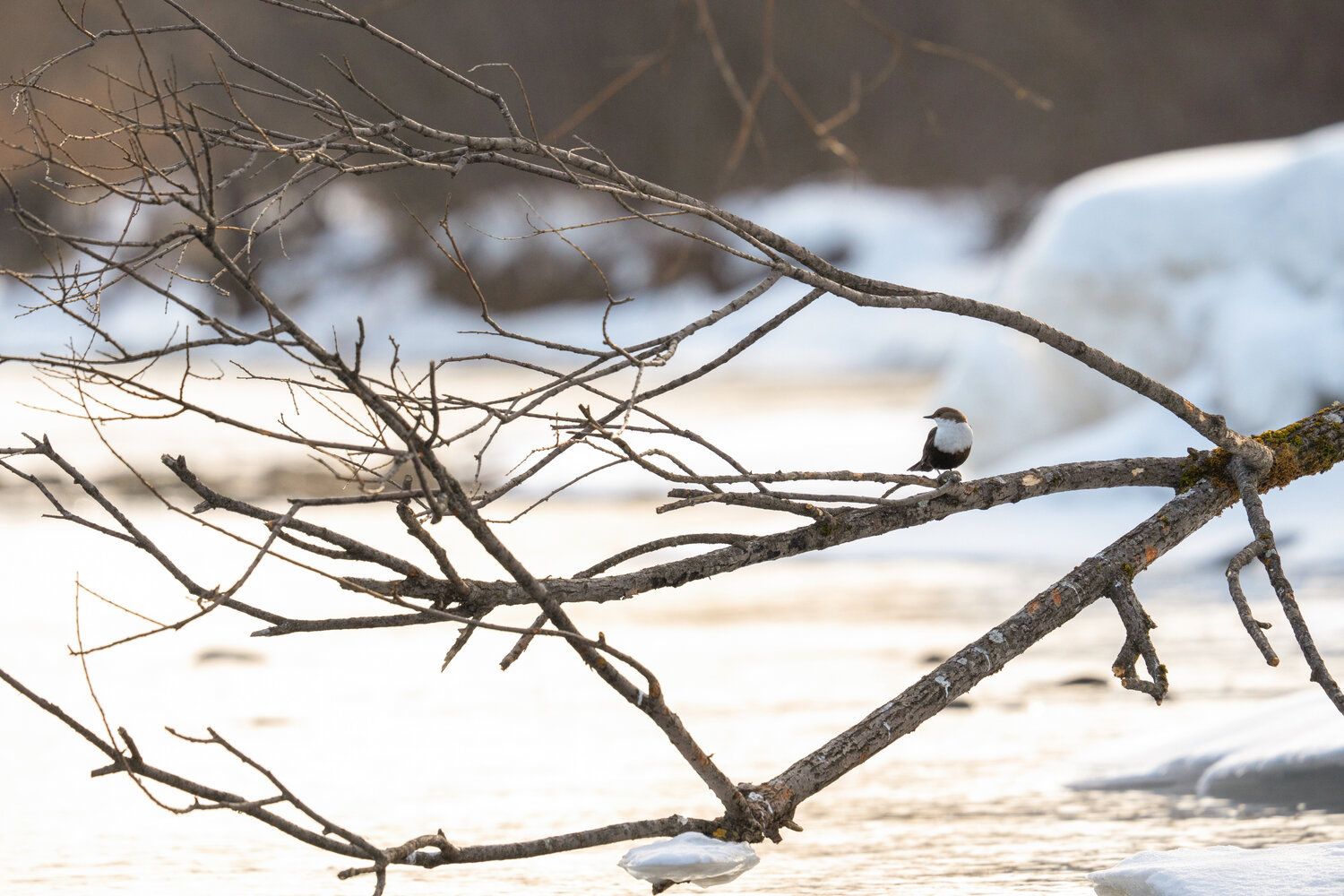 Photo #13358516