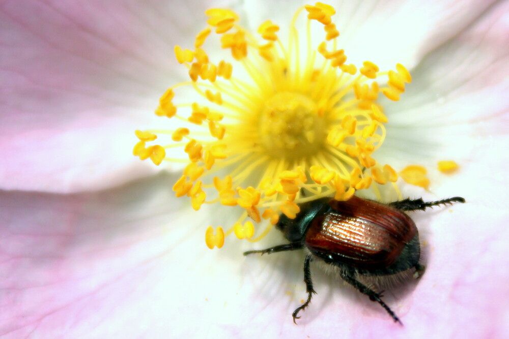 Photograph by Алексей Макаров