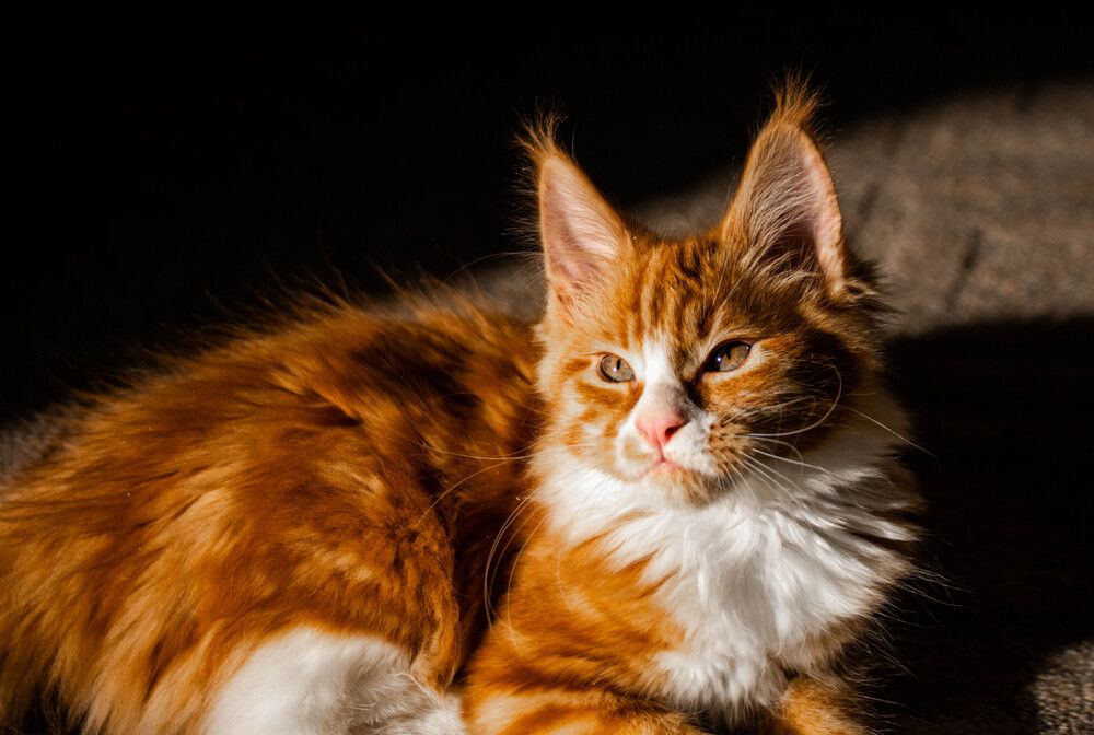 Photo #13358771