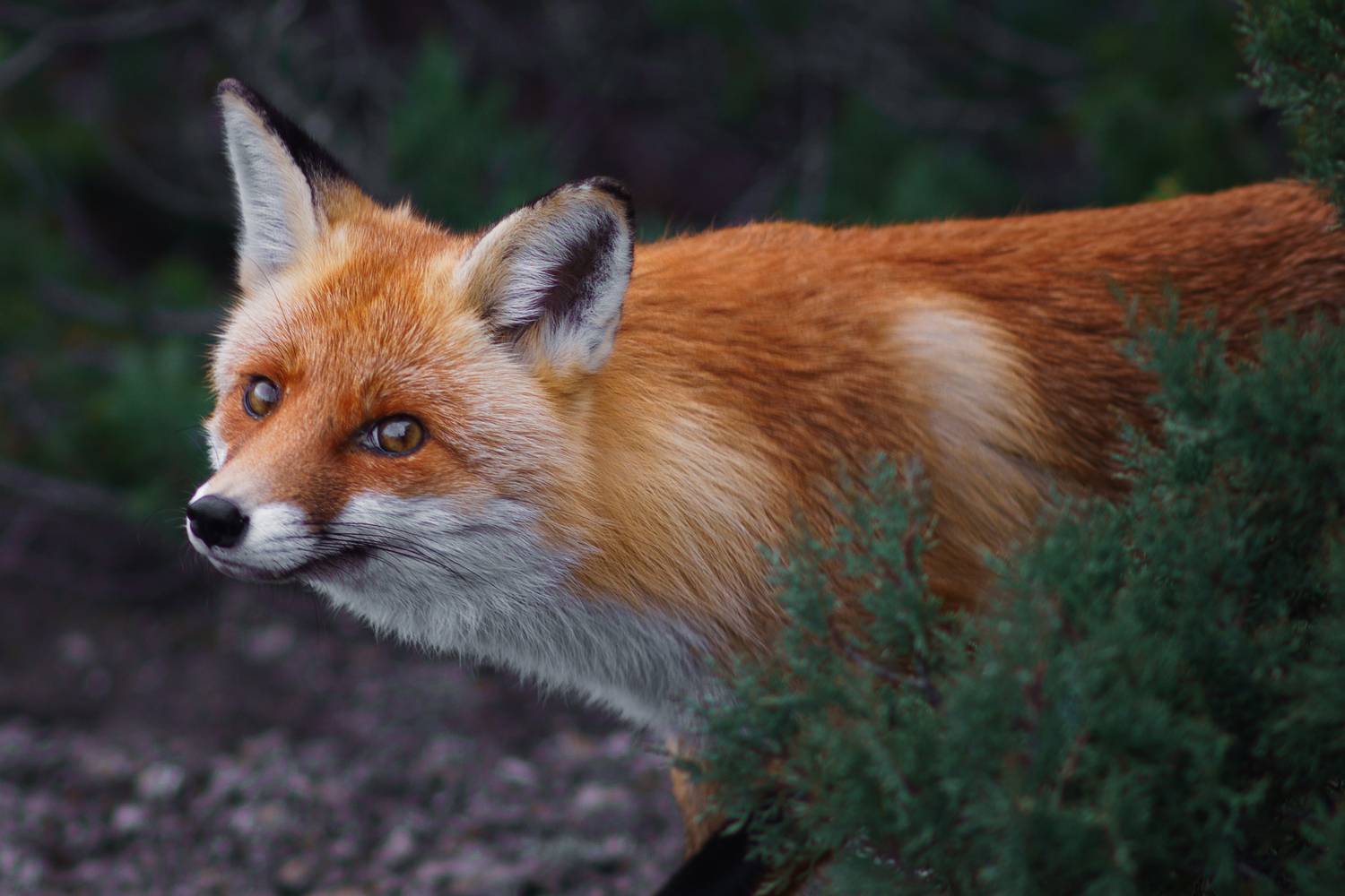 Фотография #13358891