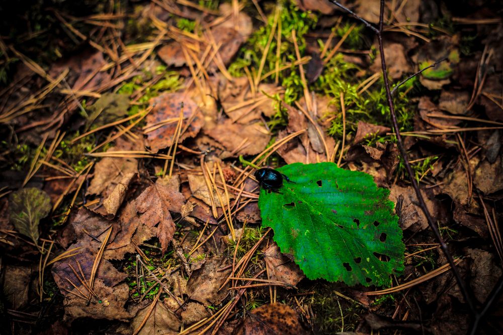 Photograph by Александра Степанова