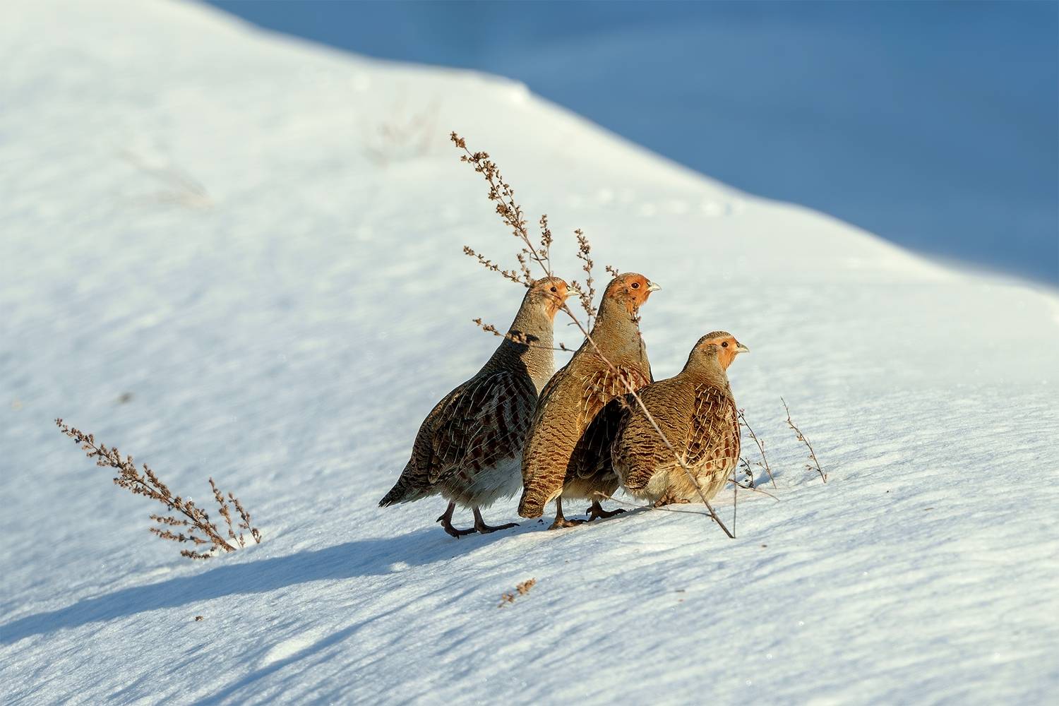 Спрятались