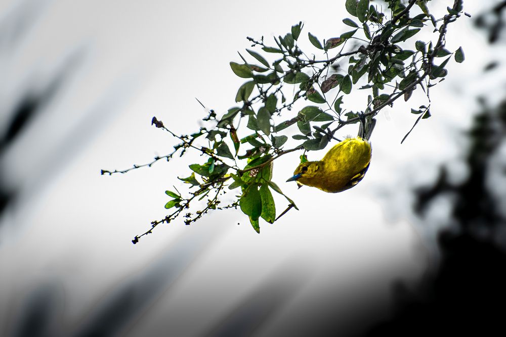Photograph by Avijit Dutta