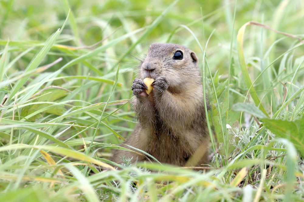 Маленький грызун в пятнистой шубке...