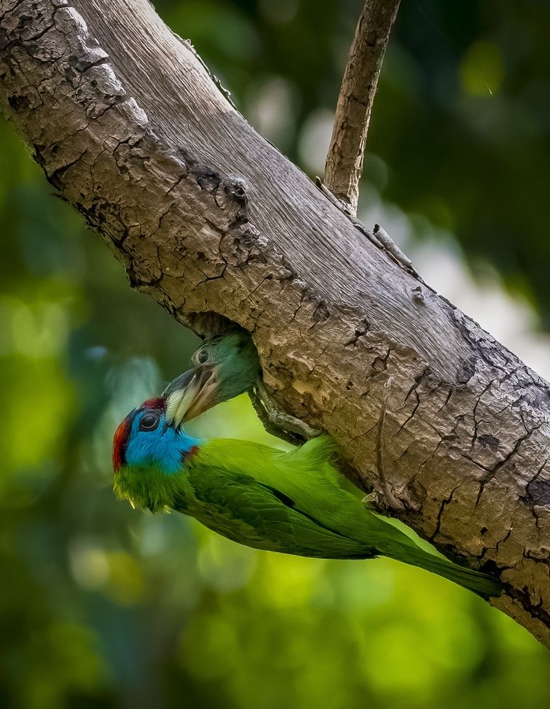 Фотография автора Rajarshi Bhattacharya