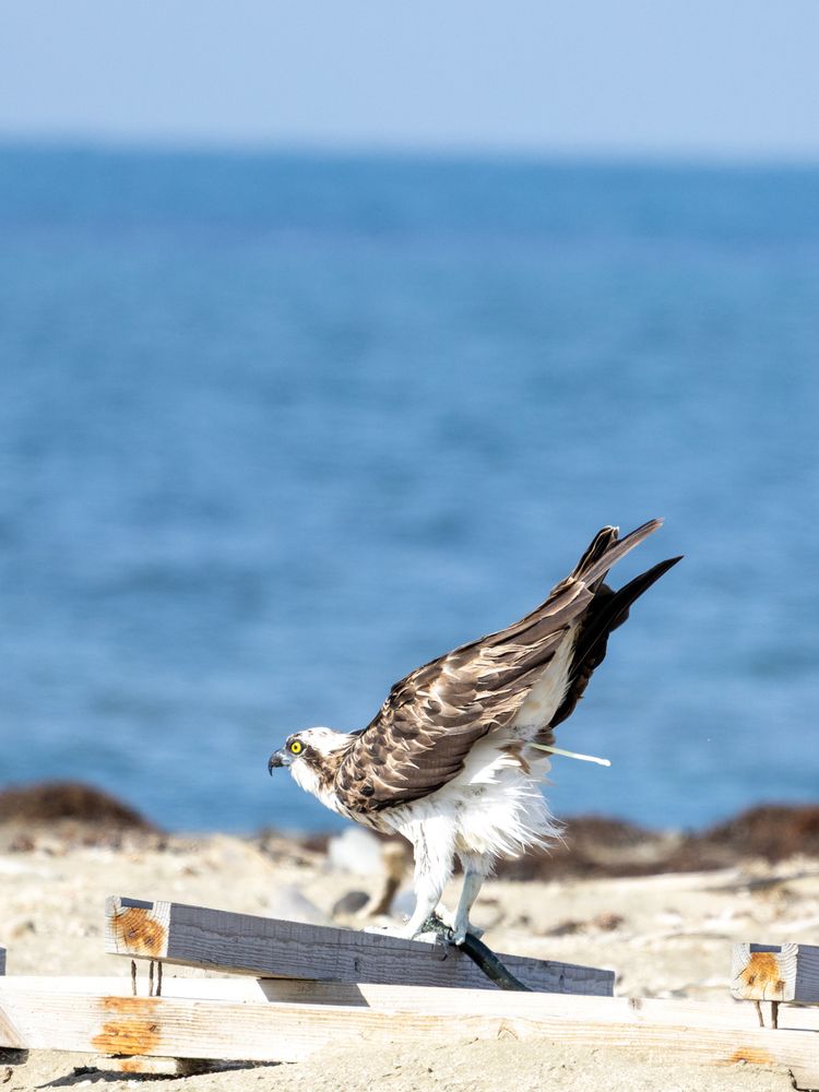 The Pre-Flight Lightening