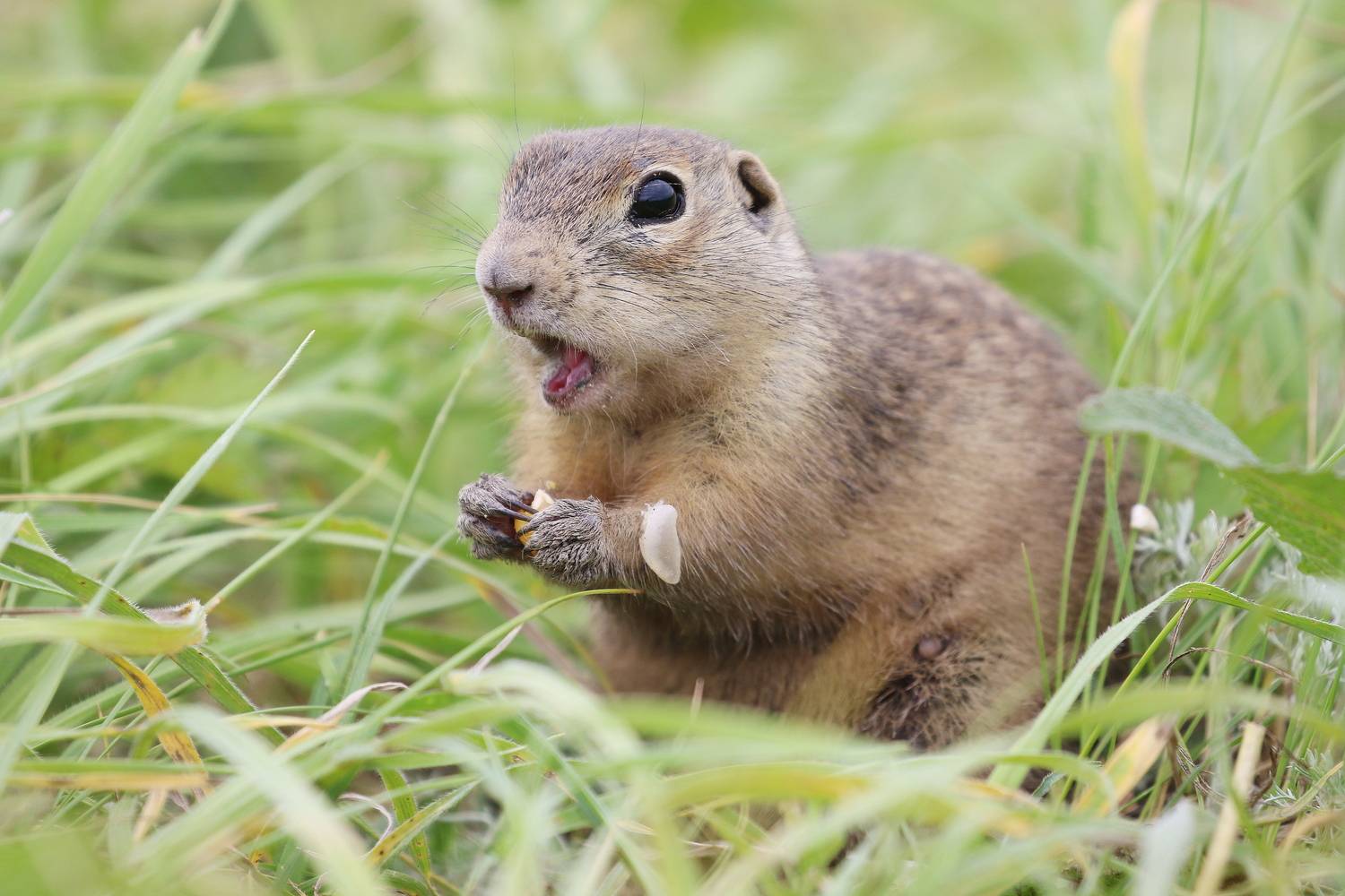 Неожиданная встреча с сусликом.... (Крапчатый суслик)