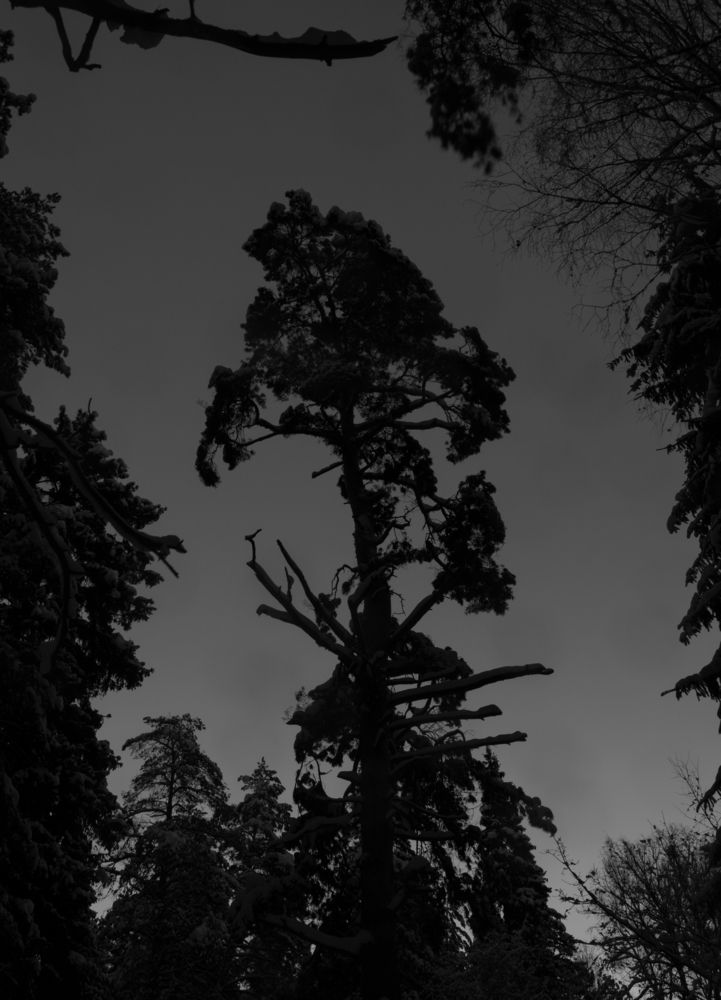 Sumi-e