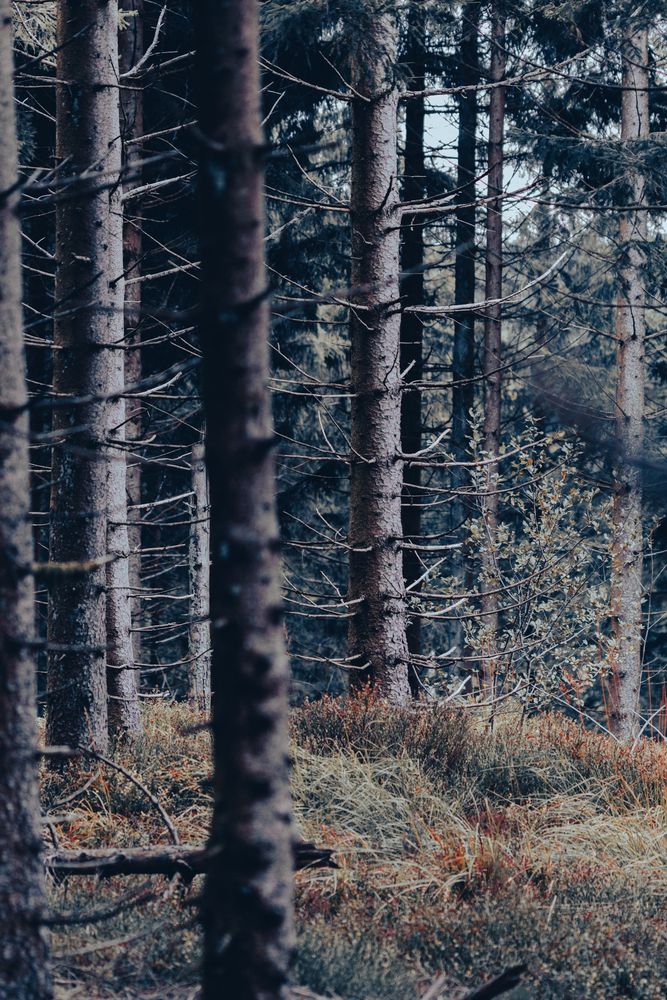 Photograph by Lionel Thenadey