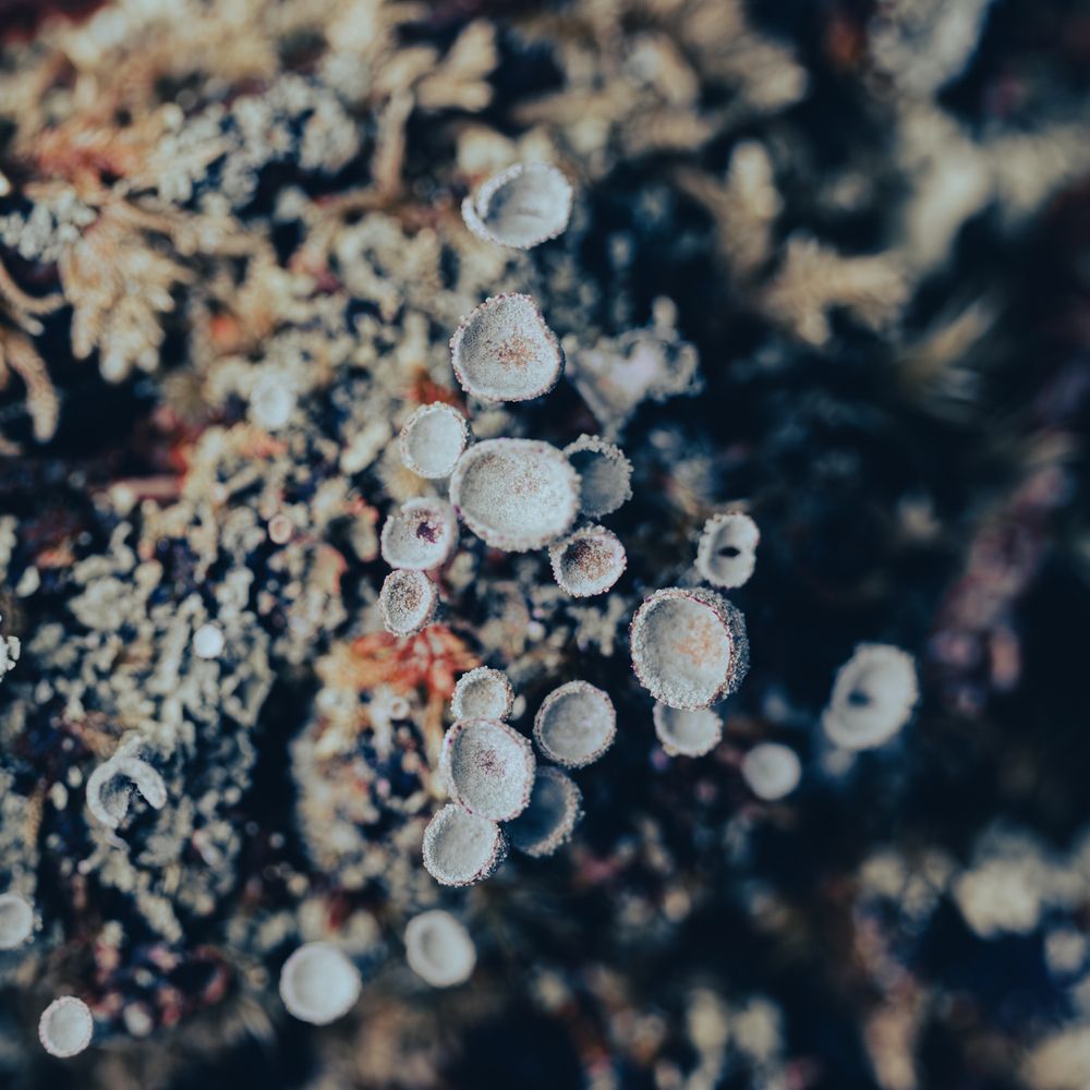 Photograph by Lionel Thenadey