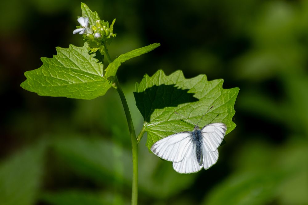 Photograph by Светлана Верзилина