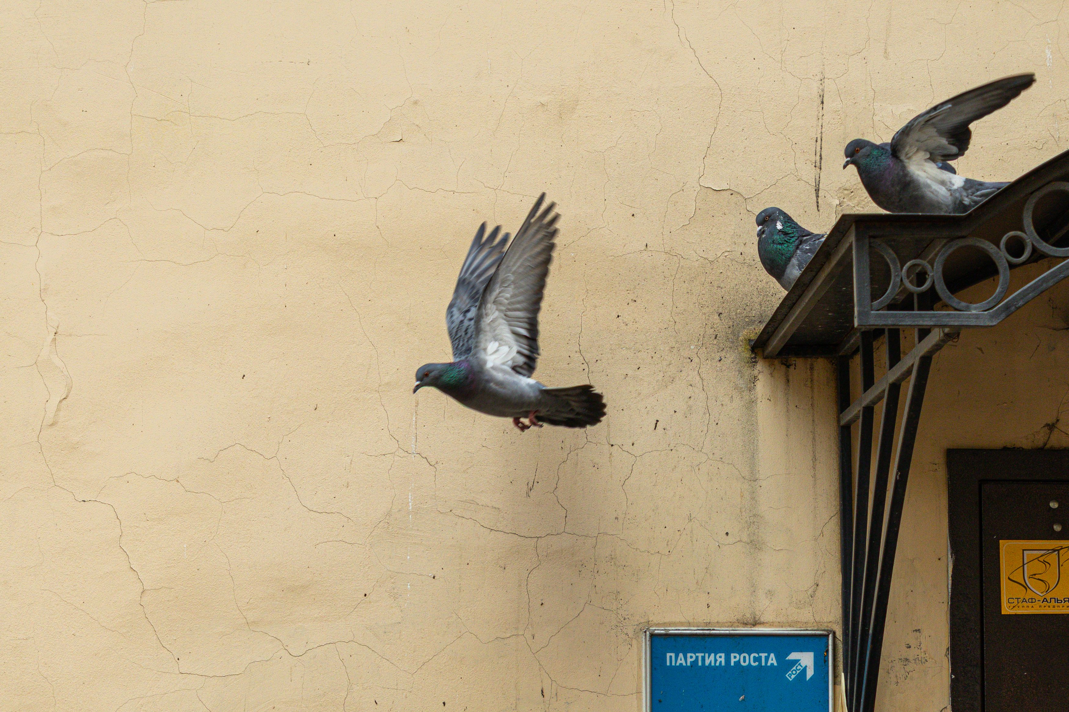Photo #13359509