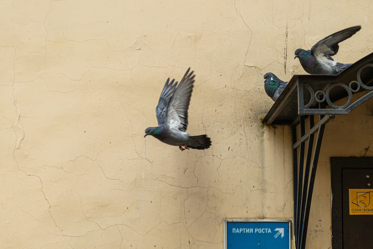 Photo #13359509