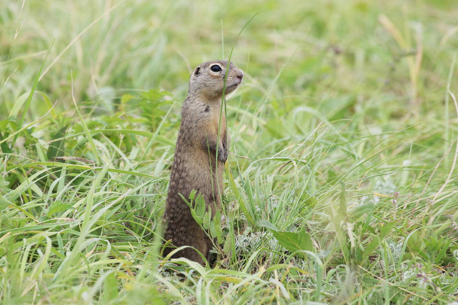 Степь хранит, как часовой! (крапчатый суслик)