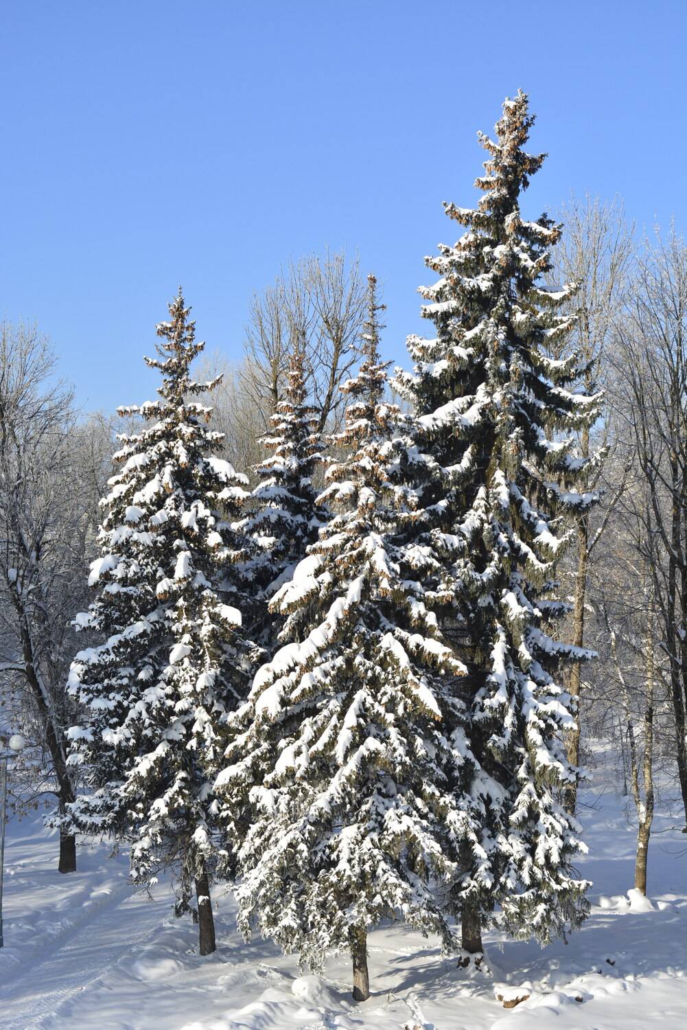 Pines in winter time Pines in winter time