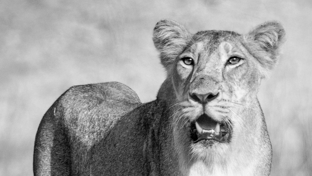 The Sensory Monologue