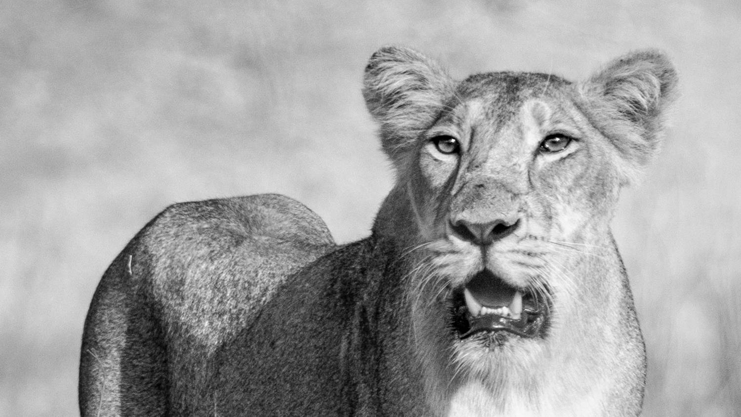 The Sensory Monologue