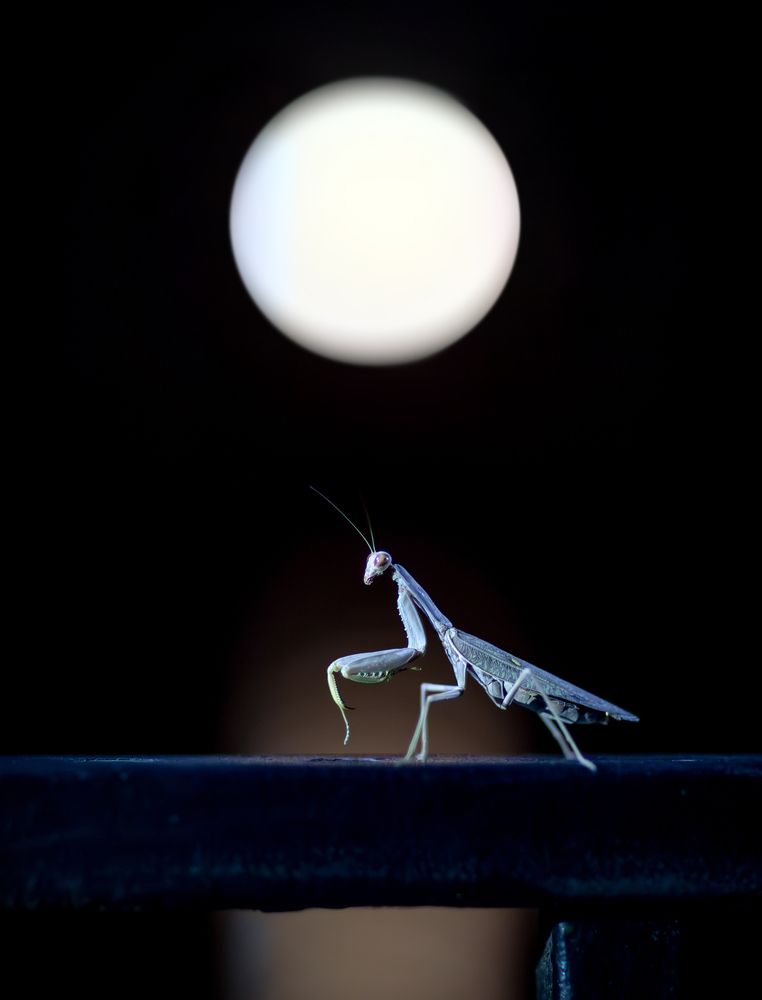 Портрет на фоне полнолуния