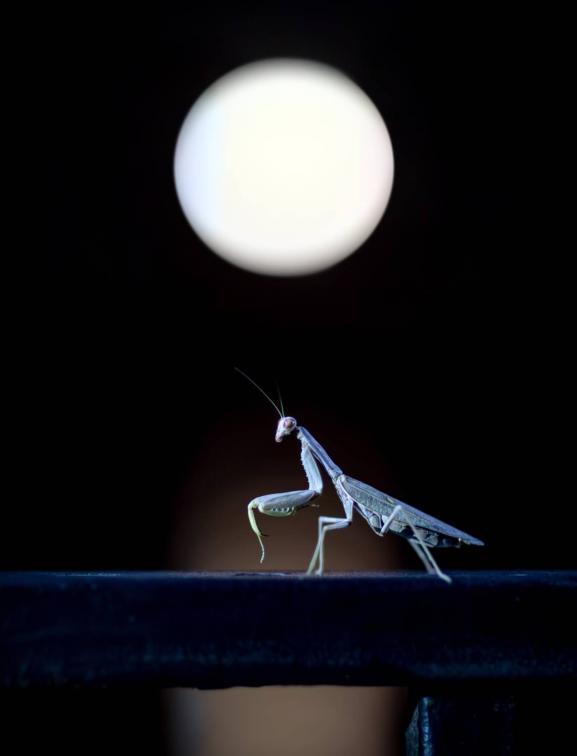 Портрет на фоне полнолуния