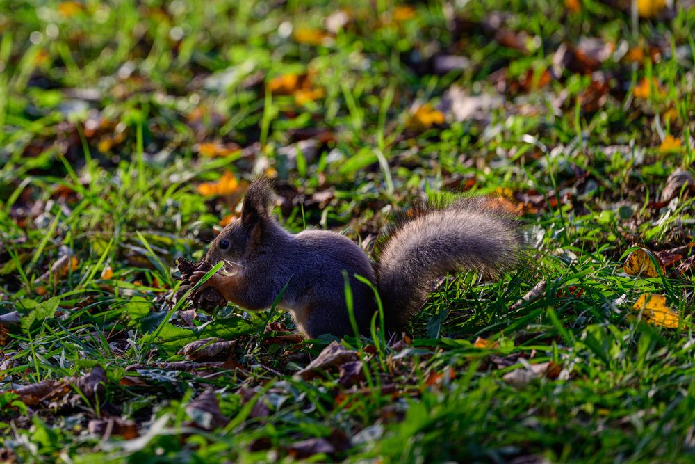 Белка песенки поет, да орешки всё грызёт