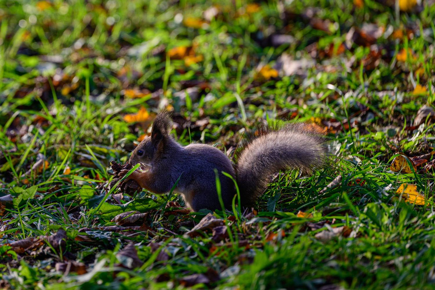 Белка песенки поет, да орешки всё грызёт