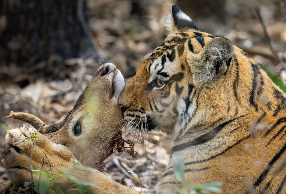 Photograph by Nitin Baste