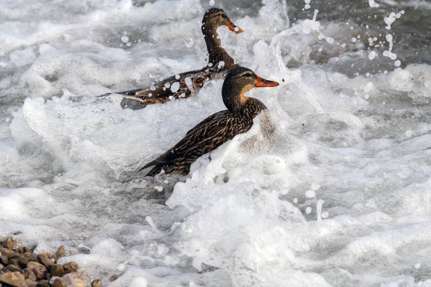 Навстречу волнам Навстречу волнам