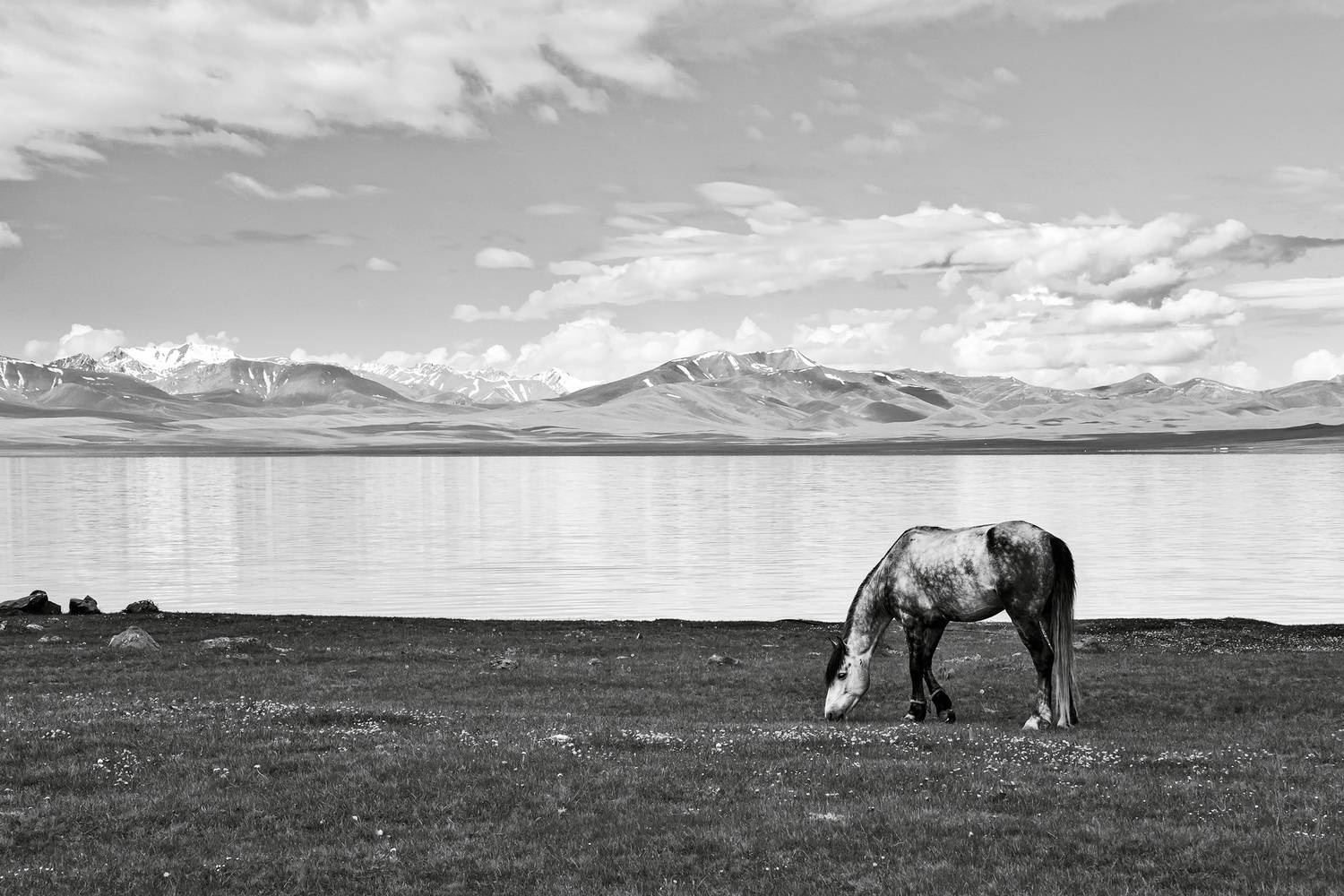 Киргизские лошадки Киргизские лошадки