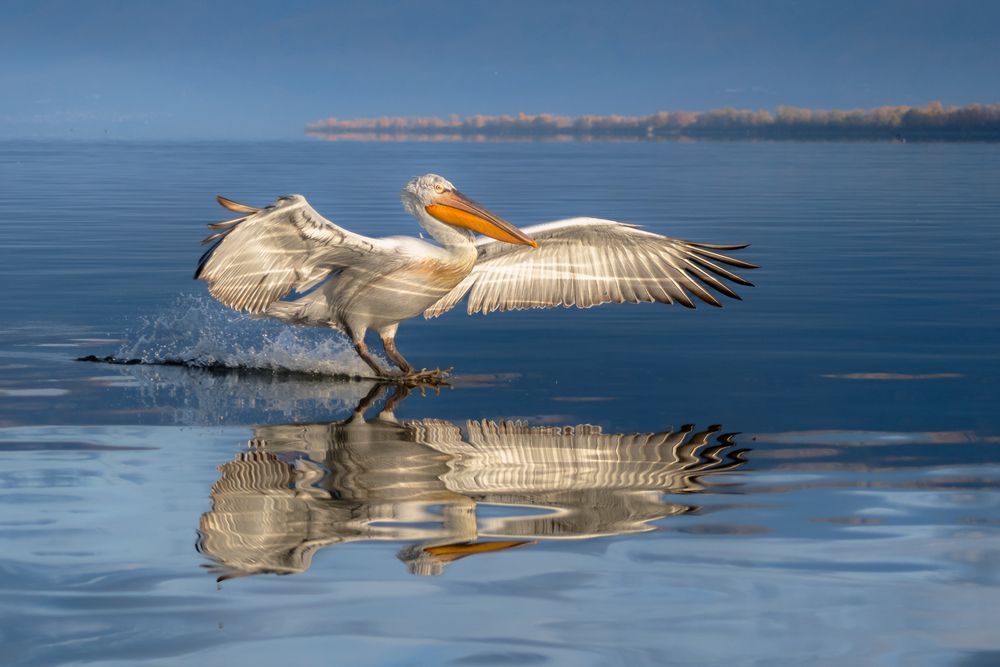 Фотография автора Birding Rebels