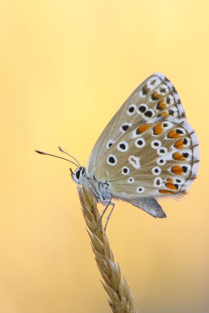 Photograph by Camilla Zocchi