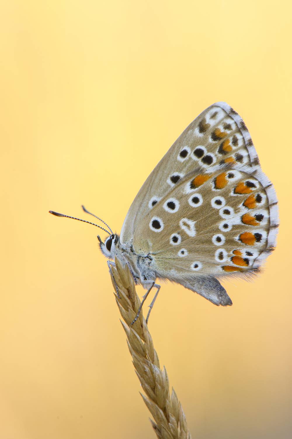 Фотография #13360797